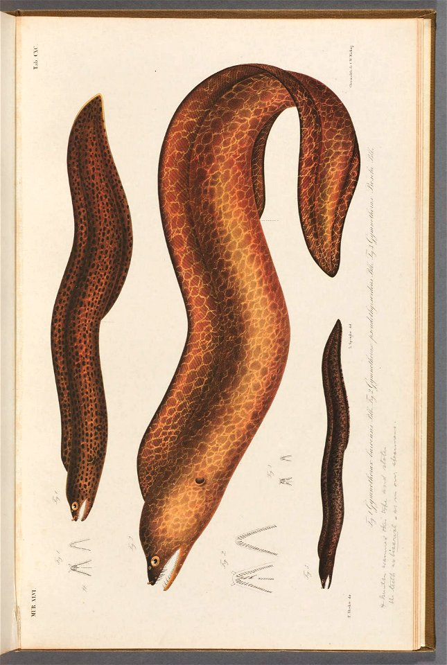 n178_w1150