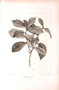 n445_w1150