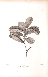 n455_w1150