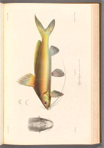 n146_w1150