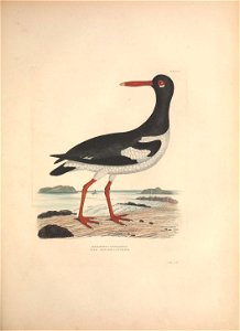n350_w1150