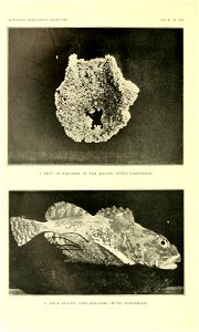n499_w1150