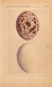 n442_w1150