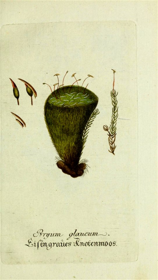 bryum glaucum