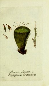 bryum glaucum