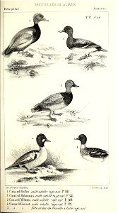n446_w1150