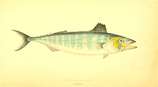 n581_w1150