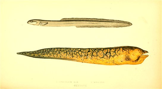 n459_w1150