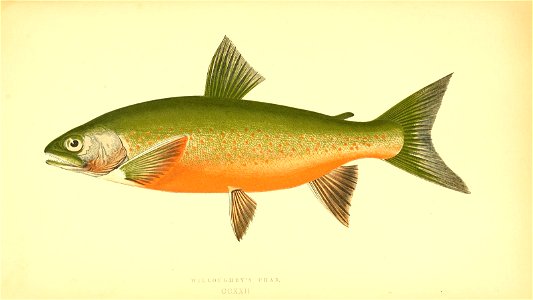 n358_w1150