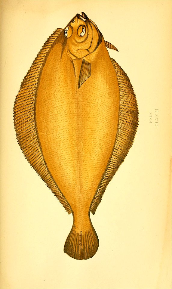 n303_w1150