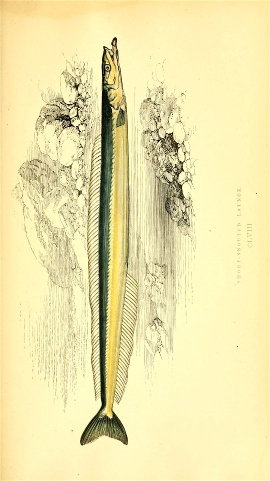 n228_w1150