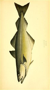 n138_w1150