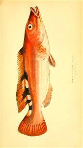 n60_w1150