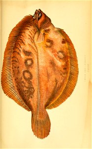n299_w1150