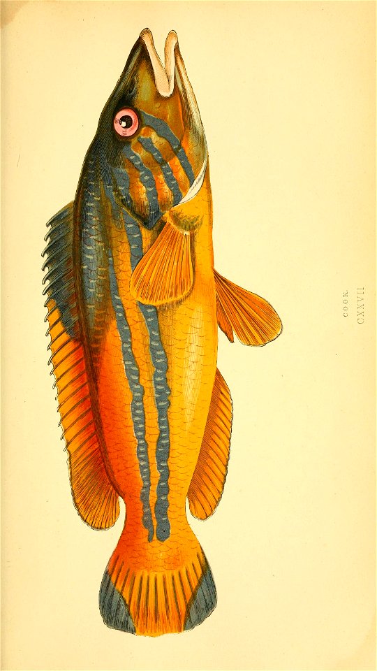 n56_w1150