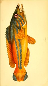 n56_w1150