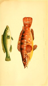 n50_w1150