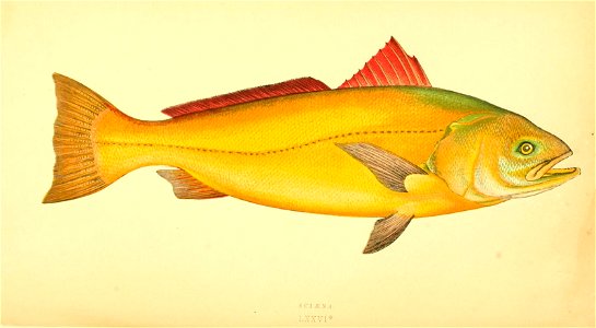 n577_w1150