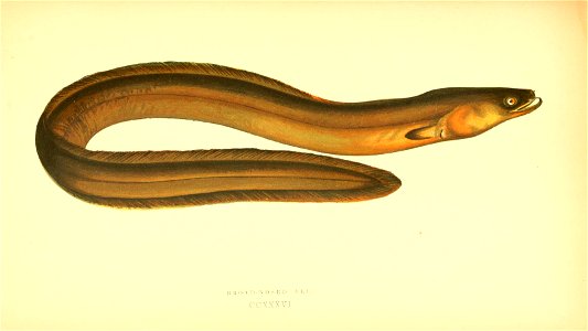 n454_w1150