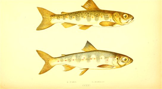 n339_w1150