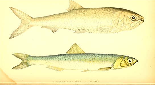 n187_w1150