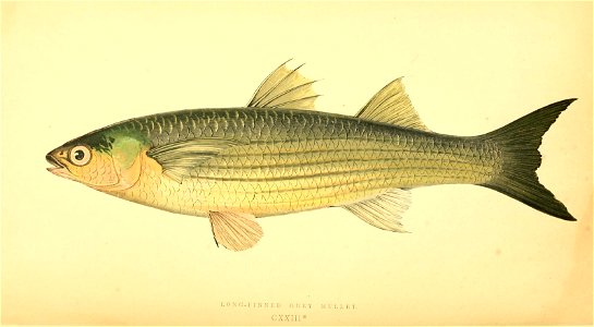 n573_w1150