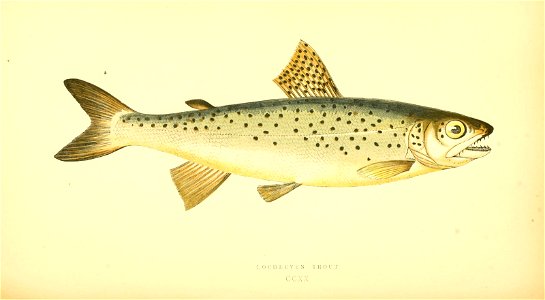 n335_w1150