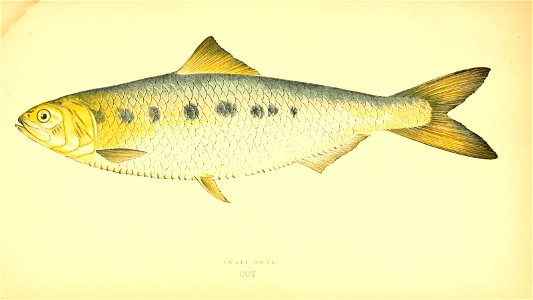 n184_w1150