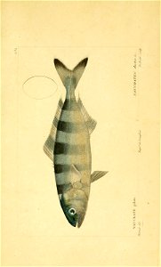 n190_w1150