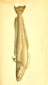 n204_w1150