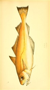 n118_w1150