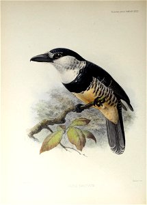 n175_w1150