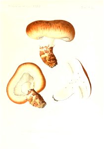 n54_w1150