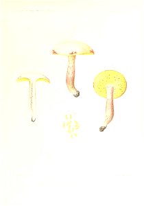n316_w1150