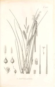 n296_w1150