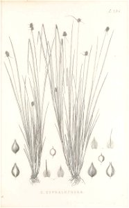 n202_w1150