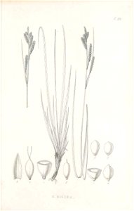n442_w1150