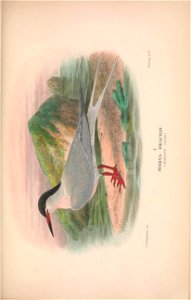 n458_w1150