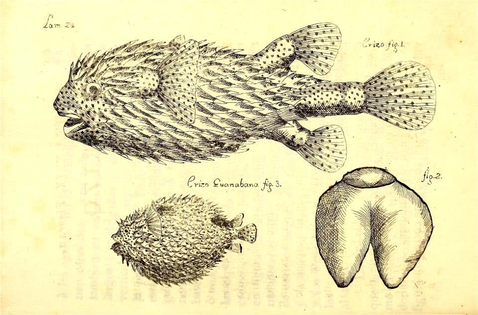 n136_w1150