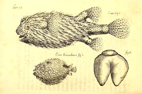 n136_w1150