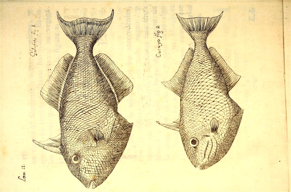 n59_w1150
