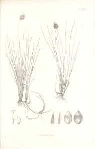 n204_w1150