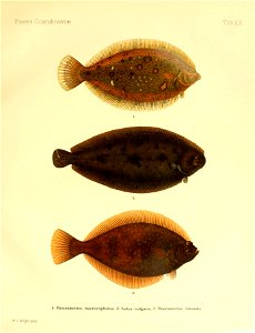 n52_w1150