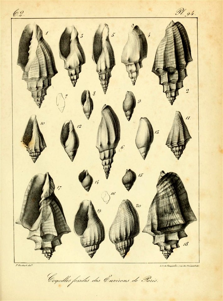 n238_w1150