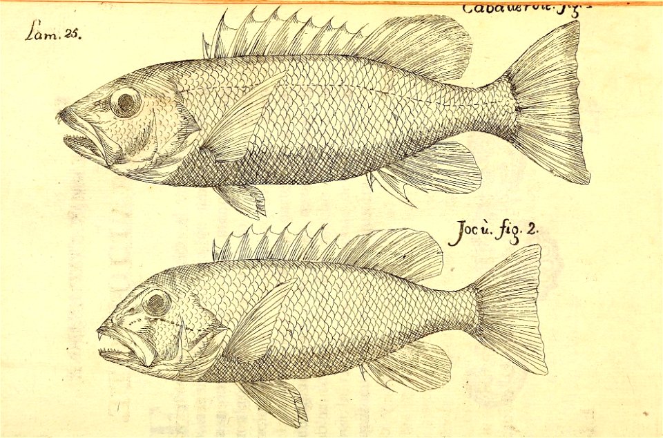 n120_w1150