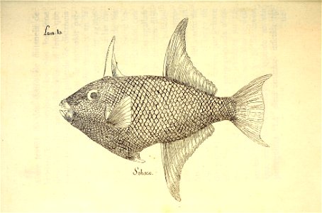 n55_w1150