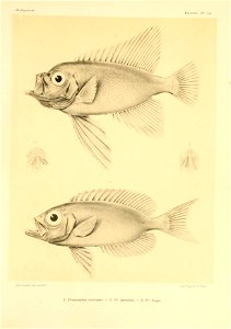 n36_w1150