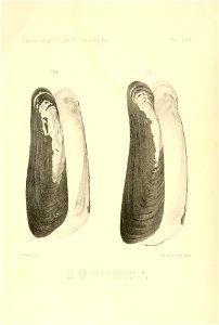 n397_w1150