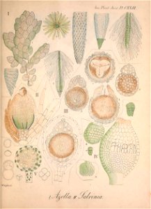 n156_w1150
