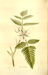 n123_w1150